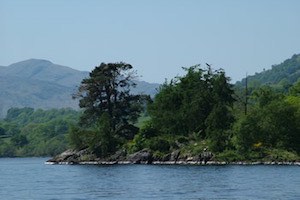 view of trees by loch tay
